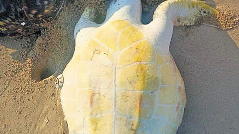 ಹಾಕ್ಸ್ ಬಿಲ್ ಆಮೆ