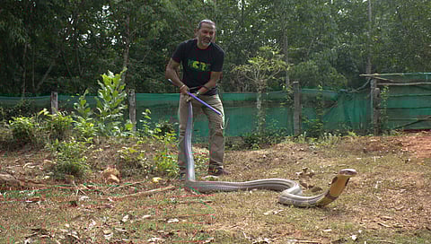 ಕಾಳಿಂಗ ಸರ್ಪ ರಕ್ಷಣೆ ಮಾಡುತ್ತಿರುವುದು.