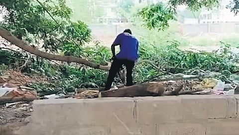 ಫ್ಲಾಟ್ ನಿರ್ಮಿಸಲು 8 ಮರ ಕಡಿದ ಬಿಲ್ಡರ್