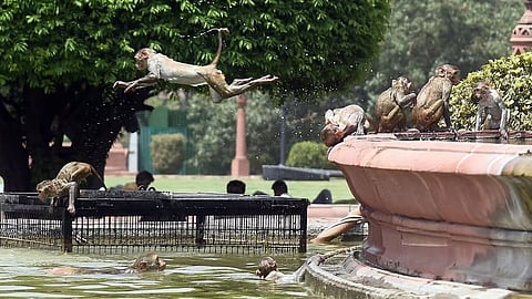 A monkey makes a desperate attempt to cool off during a hot afternoon in Delhi.(Photo | Parveen Negi, EPS)