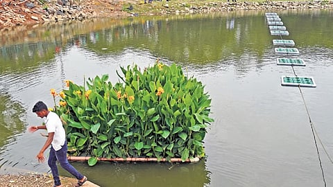 ಹಲಸೂರು ಕೆರೆಯಲ್ಲಿ ತೇಲುವ ಹಸಿರು ಪ್ರದೇಶ