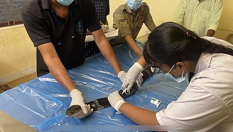 Microchipping of King Cobra