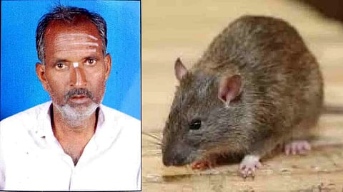 Rat Fever: first death reported in Haveri