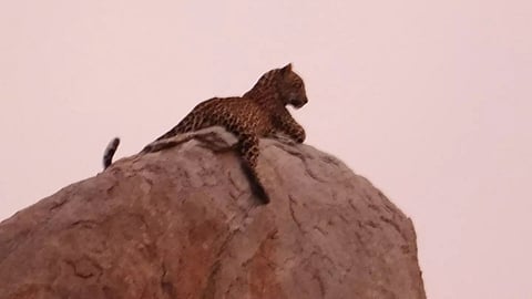 ಹಂಪಿಯಲ್ಲಿ ಕಾಣಿಸಿಕೊಂಡ ಚಿರತೆ.