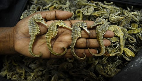 ಸಮುದ್ರ ಕುದುರೆಗಳ ಸಾಂದರ್ಭಿಕ ಚಿತ್ರ