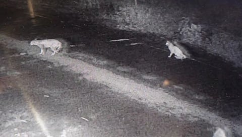 ಸಿಸಿಟಿವಿಯಲ್ಲಿ ಚಿರತೆ ದೃಶ್ಯ ಸೆರೆ