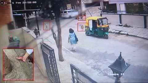 Stray dog bite cases surge in Bengaluru