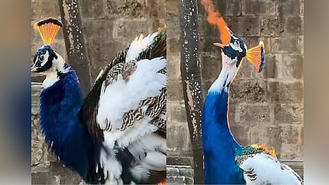 Does this peacock emit fire from his mouth?