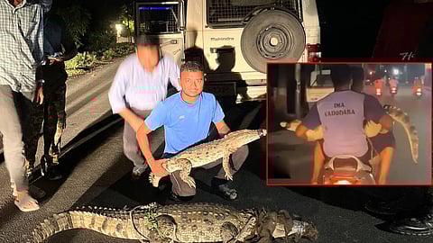 Vadodara Animal Rescuers Tripling On Scooter With A Crocodile