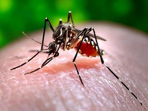 Dengue cases