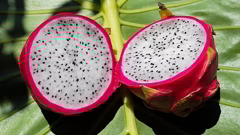 Dragon fruit