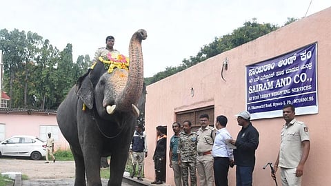 Dasara Elephants weight check