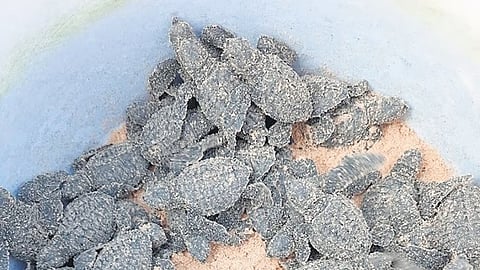 ಕಾರವಾರ: ಆಮೆಗಳ ರಕ್ಷಣೆ-ಪುನರ್ವಸತಿ ಕೇಂದ್ರ ಸ್ಥಾಪನೆಗೆ ವಿಶ್ವಬ್ಯಾಂಕ್ ನಿಂದ 4 ಕೋಟಿ ರೂ. ನೆರವು