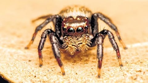 ಹೊಸ ಪ್ರಭೇದದ ಜೇಡ