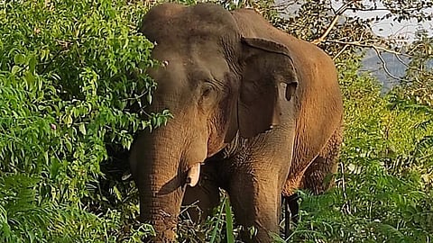 ಸಂಗ್ರಹ ಚಿತ್ರ
