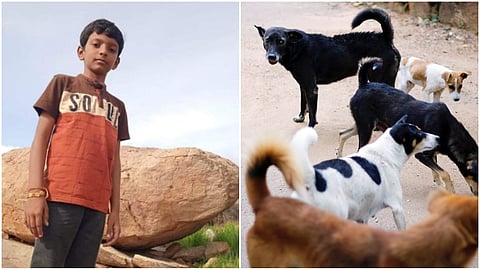 Stray dogs kill a boy