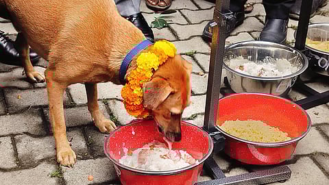 Stray Dog Feeding