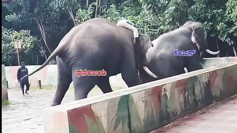Dhananjaya elephant has attacked Kanjan in the elephant camp