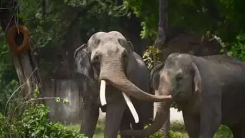 ಸಂಗ್ರಹ ಚಿತ್ರ