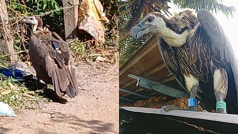 Tracker-tagged vulture found near Kadamba Naval Base