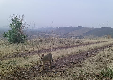 A jungle cat spotted in Kappatagudda