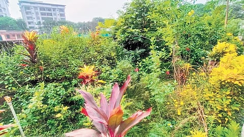 ಚಿಟ್ಟೆಗಳ ಉದ್ಯಾನವನ