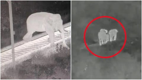 ಕಾಡಾನೆಗಳ ಜೀವ ಉಳಿಸಿದ AI ತಂತ್ರಜ್ಞಾನ: ರೈಲು ಹಳಿ ದಾಟುತ್ತಿದ್ದ ಮಾಹಿತಿ ರವಾನೆ ಪ್ರಯೋಗ ಯಶಸ್ವಿ, ವಿಡಿಯೋ!