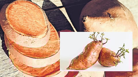 ಸಿಹಿ ಗೆಣಸು