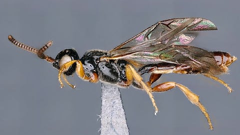ಹೊಸ ಪ್ರಭೇದದ ಕಡಜ