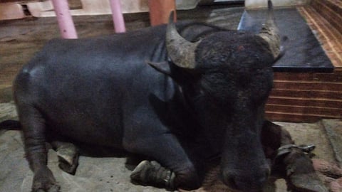 ನಾಪತ್ತೆಯಾಗಿರುವ ದೇವರ ಕೋಣ