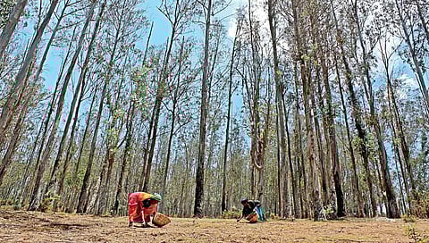 eucalyptus trees