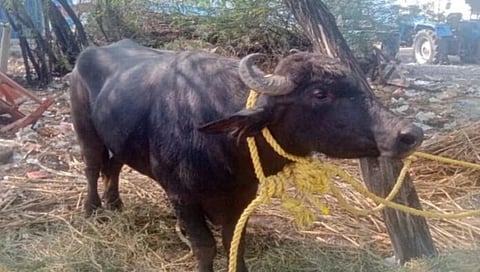 The buffalo over which a clash broke out between residents of Bommanahal