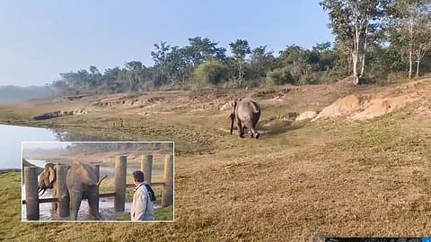 Wild elephant stuck in cement barricade