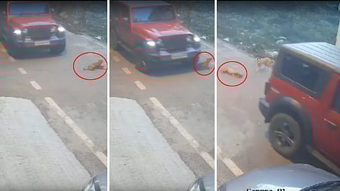 Man rams his Thar car into sleeping dog on Jp Nagar road