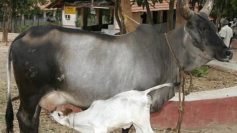 ಸಂಗ್ರಹ ಚಿತ್ರ