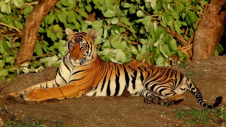 man-eater tiger killed
