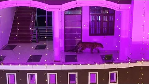 ಮದುವೆ ಮನೆಗೆ ನುಗ್ಗಿದ್ದ ಚಿರತೆ