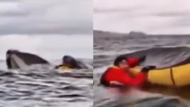 Humpback Whale Gulps Kayaker In Chile