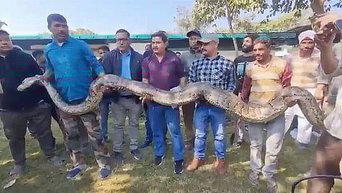 Forest department officials with the captured giant python
