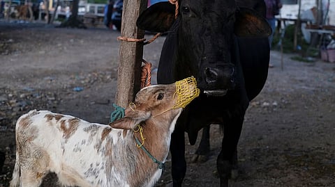 ಸಂಗ್ರಹ ಚಿತ್ರ