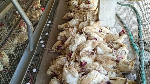 Representational image