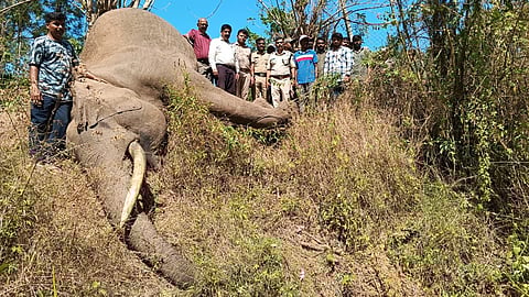 A wild elephant was electrocuted