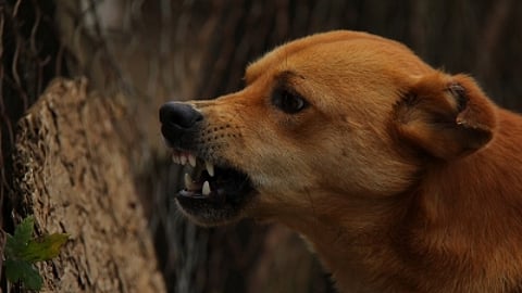 stray dog