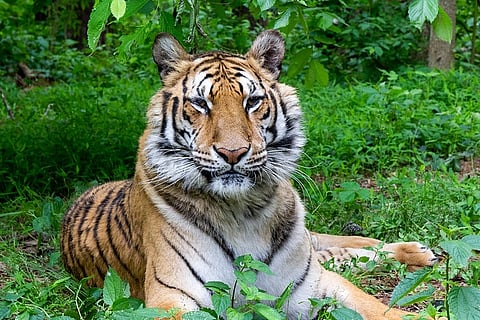 Representational image