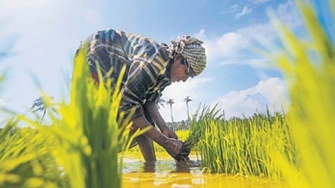 ಸಂಗ್ರಹ ಚಿತ್ರ