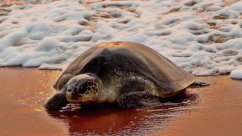 Olive ridley turtles