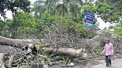 A tree which fell in the recent rain blocks the pavement on St John’s Church Road, making it hazardous for pedestrian movement