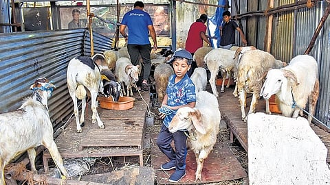 ಕುರಿಗಳು.