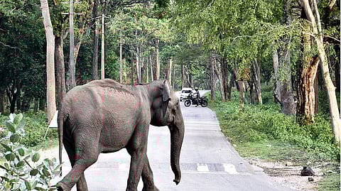 Nagarahole