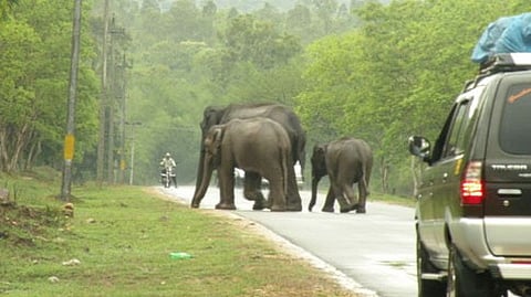 ಬಂಡೀಪುರ ಹುಲಿ ಸಂರಕ್ಷಿತ ಅರಣ್ಯ (ಸಾಂದರ್ಭಿಕ ಚಿತ್ರ)